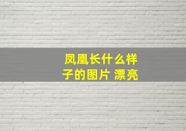 凤凰长什么样子的图片 漂亮